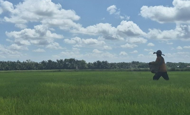 Pemerintah Kabupaten Tanjung Jabung Timur akan membuka lahan persawahan baru seluas 520 hektare pada 2026 sebagai bagian dari upaya meningkatkan produksi pangan