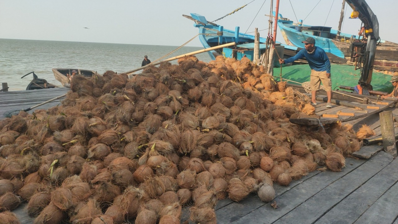 Para petani kelapa saat menurunkan kelapa dri tongkang
