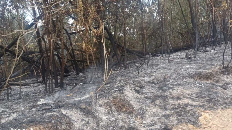 ekitar lima hektare lahan semak belukar di Desa Mendalo Indah, Kecamatan Jambi Luar Kota (Jaluko), hangus dilalap api, Minggu (26/7).