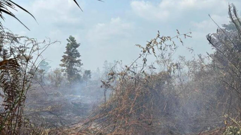 Salah satu lokasi kebakaran hutan (Karhutla) yang berada di Kabupaten Muaro Jambi