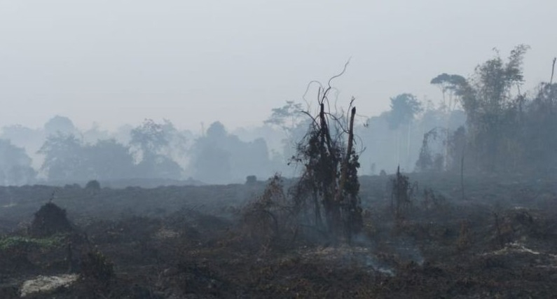 Salah satu lokasi kebakaran lahan yang menyebabkan kabut asap melanda Jambi beberapa waktu belakangan ini