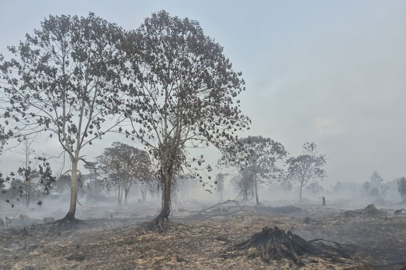 Kondisi kebakaran di lahan gambut Kabupaten Tanjung Jabung Timur Provinsi Jambi.