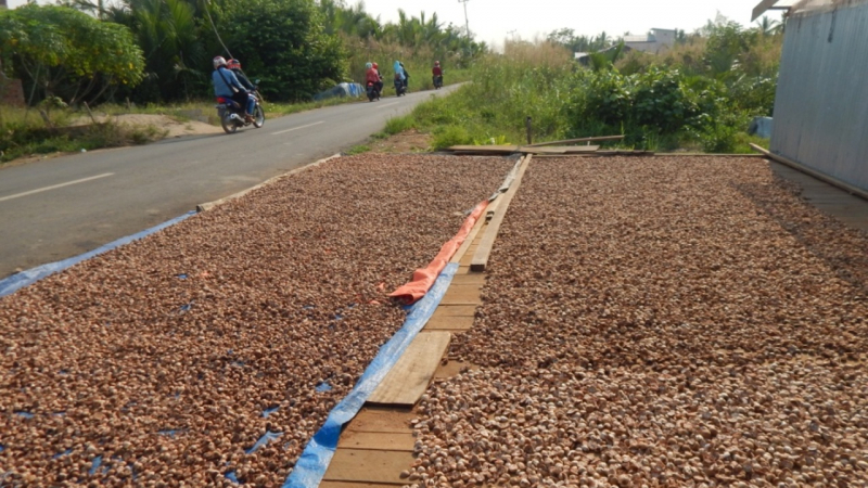 Proses penjemuran buah pinang kocek yang dilakukan salah satu petani di Kabupaten Tanjabtim